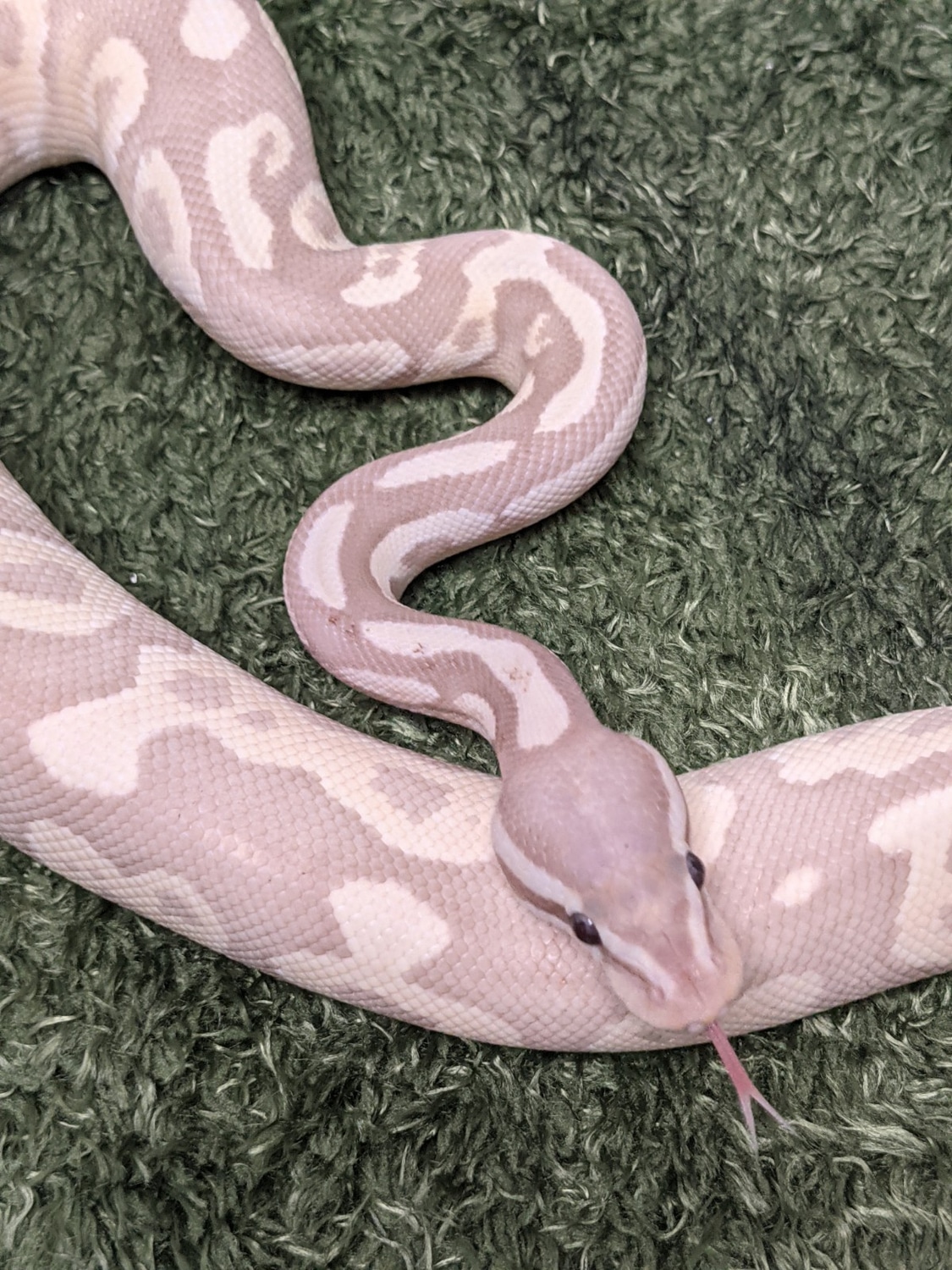 Banana Fire Mojave Ball Python by Beasties a pet store & more - MorphMarket