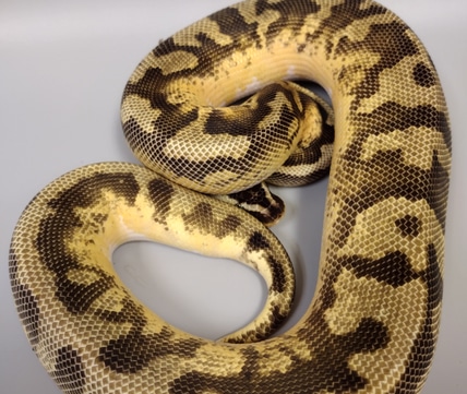 Beasties...A pet store and more!!!