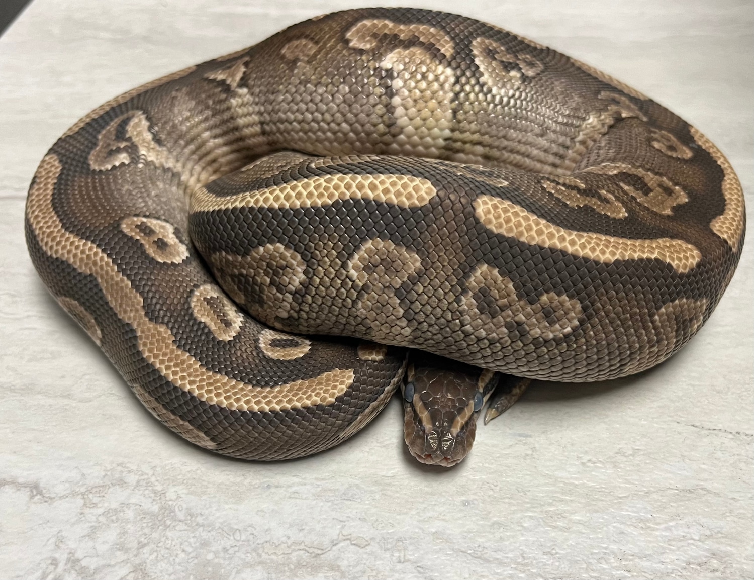 1.0 Nanny Mojo Pos YB PH Clown 694g $400 Ball Python by Beasties a pet ...