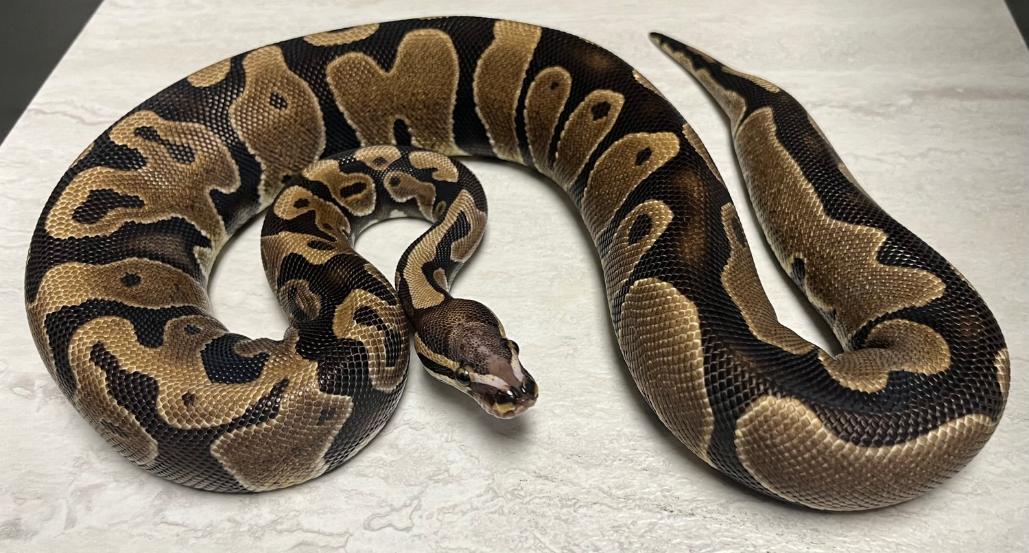Scaleless Head - Juvenile Female Ball Python by Beasties a pet store ...