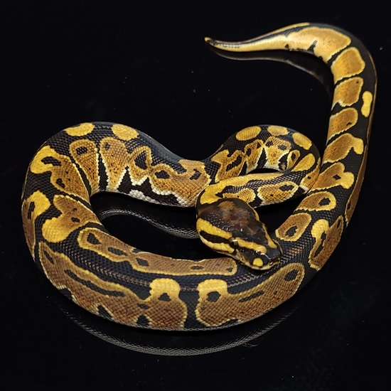 Jungle Woma PH Clown Ball Python by Beasties a pet store & more