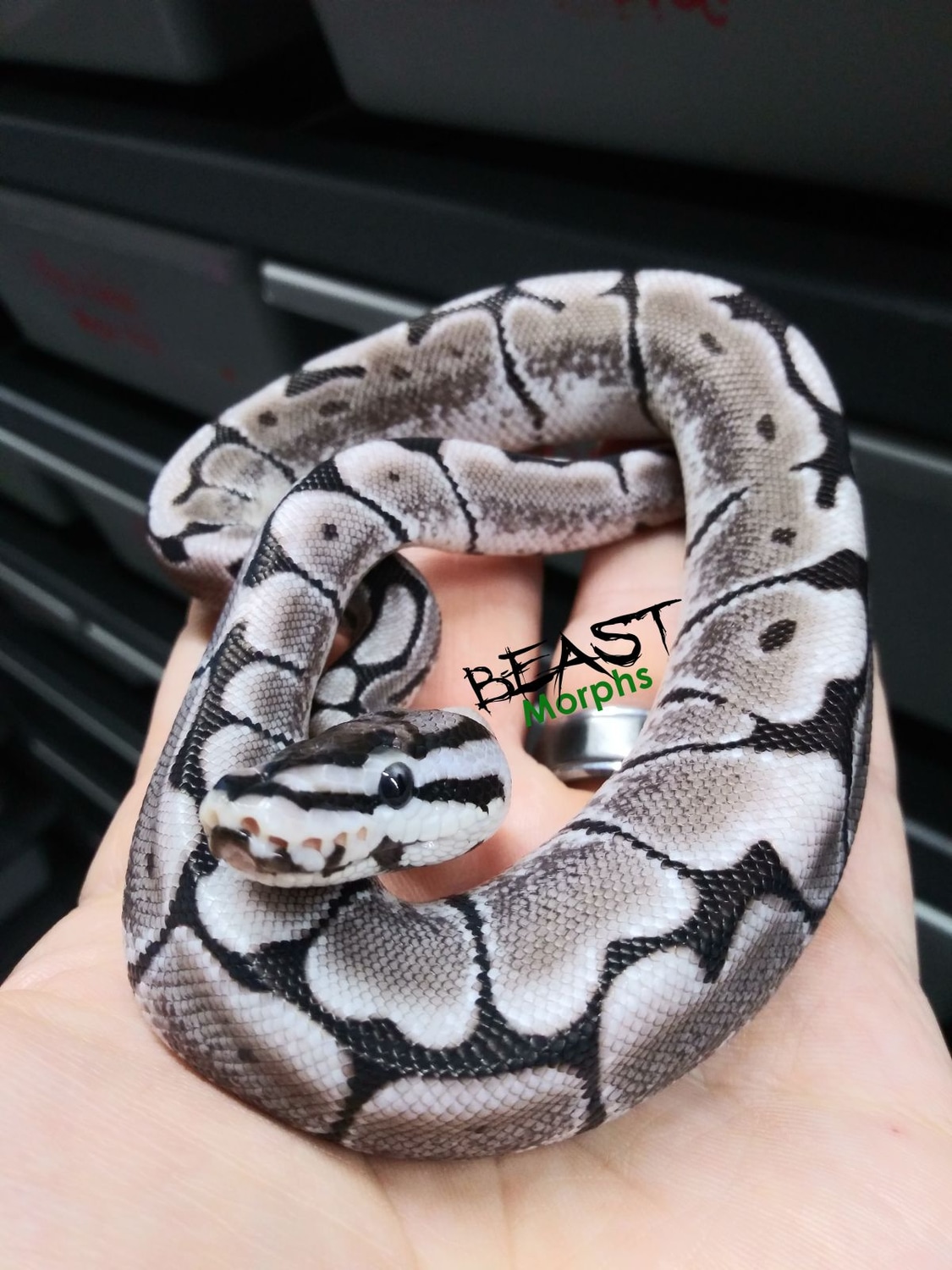 Axanthic VPI Spider Ball Python by Beast Morphs - MorphMarket