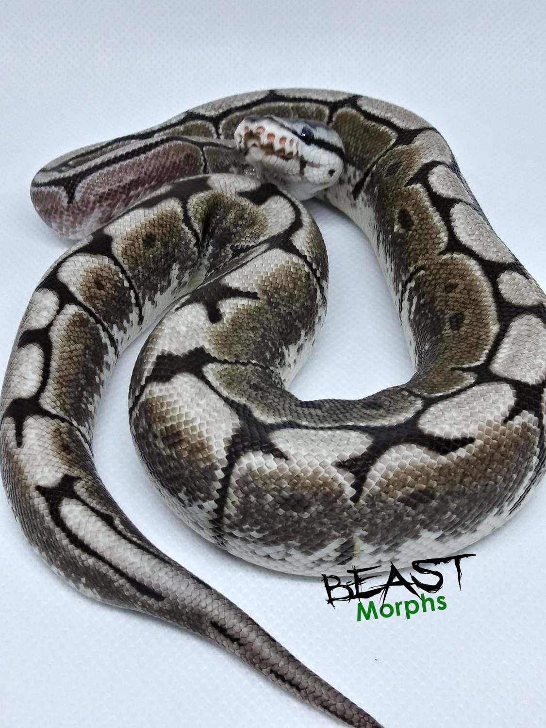 VPI Axanthic Spider Ball Python by Beast Morphs - MorphMarket