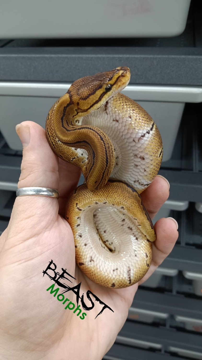 Pinstripe 100% Het Sunset Ball Python by Beast Morphs - MorphMarket
