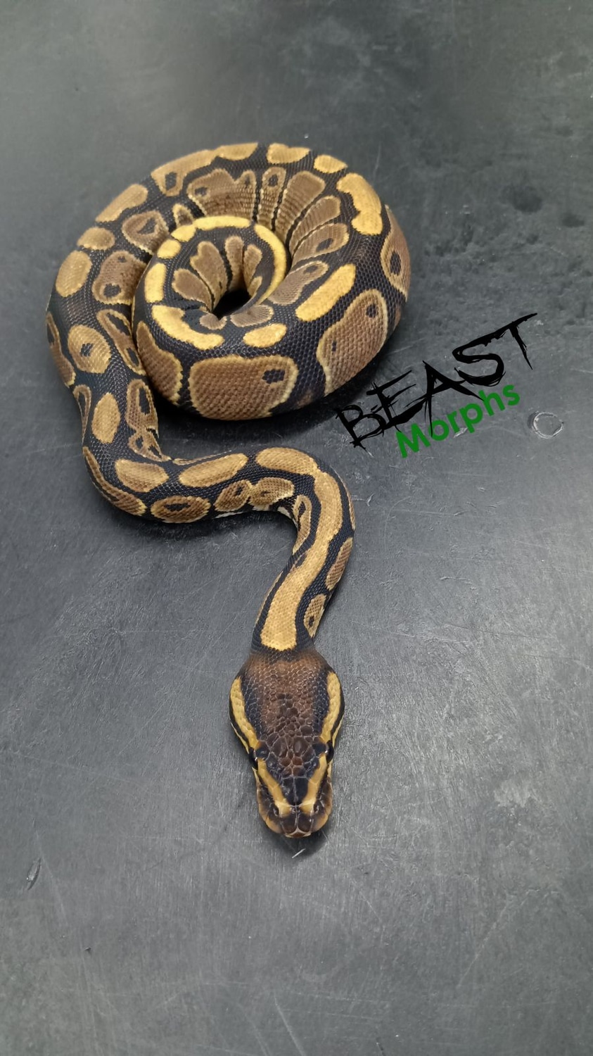 100% Het Sunset Ball Python by Beast Morphs - MorphMarket