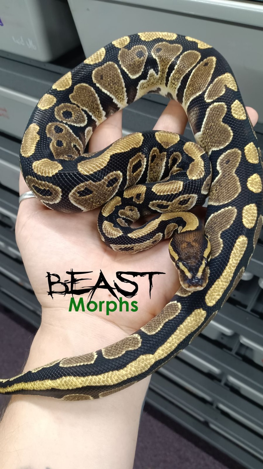 DH: Clown Hypo Ball Python by Beast Morphs - MorphMarket