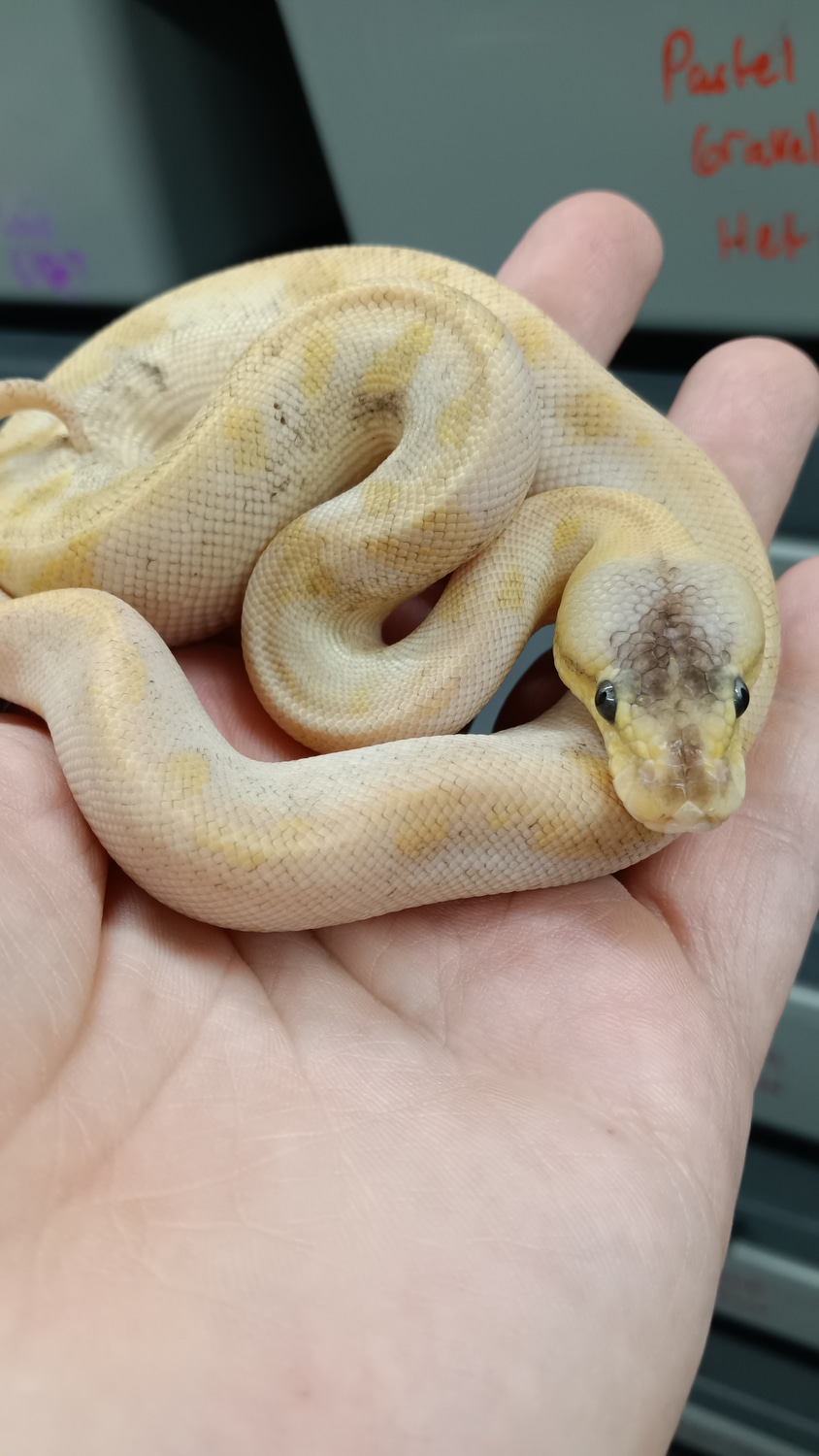 Champagne Pastel 100% Het Albino Ball Python by Beast Morphs - MorphMarket