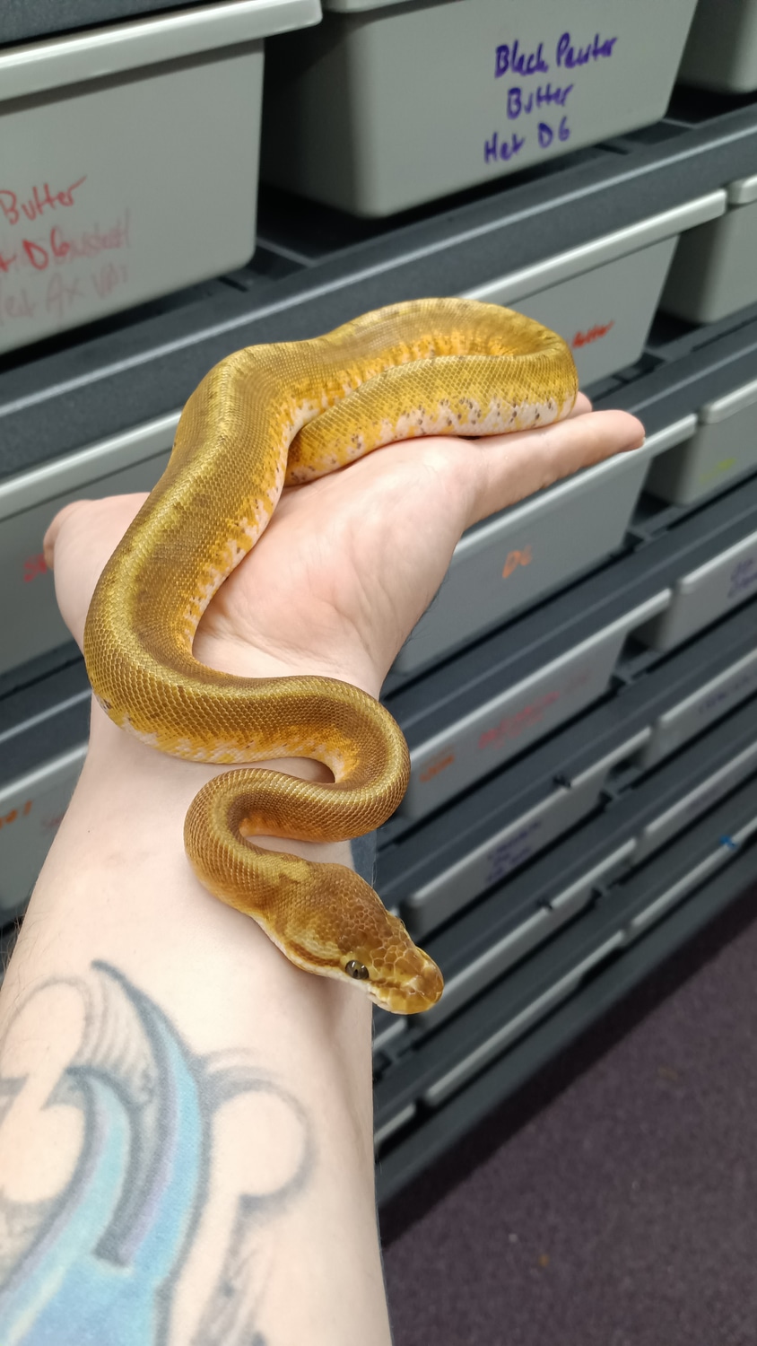 Sunset Spider OD Or YB Ball Python by Beast Morphs - MorphMarket
