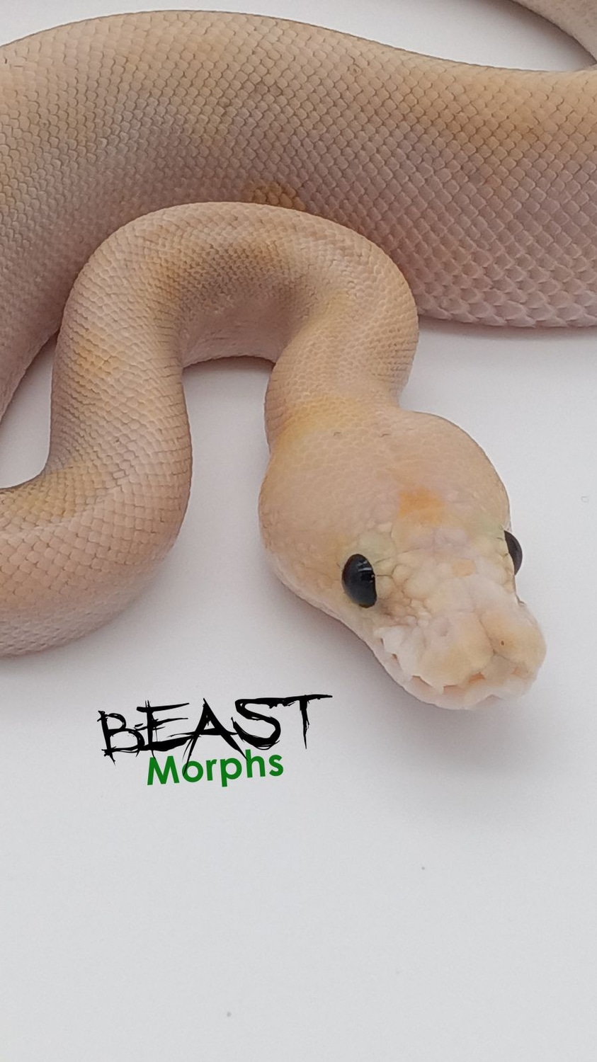 GHI Pastel Champagne Clown Ball Python by Beast Morphs - MorphMarket