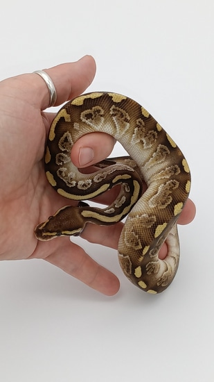 Vudoo Lesser Ball Python by Beast Morphs