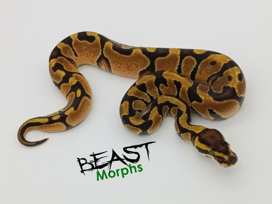 Enchi Double Het Desert Ghost Hypo Ball Python by Beast Morphs