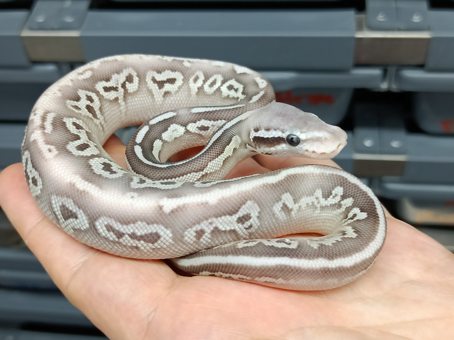 Black Pewter Butter Desert Ghost POS YB Ball Python by Beast Morphs ...
