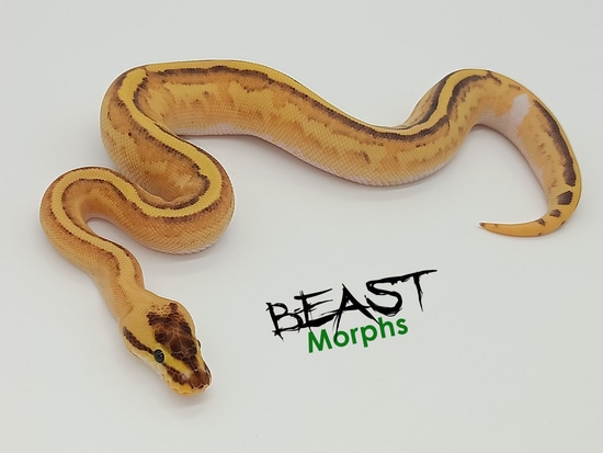 OD Vanilla Super Stripe Het Desert Ghost Ball Python by Beast Morphs