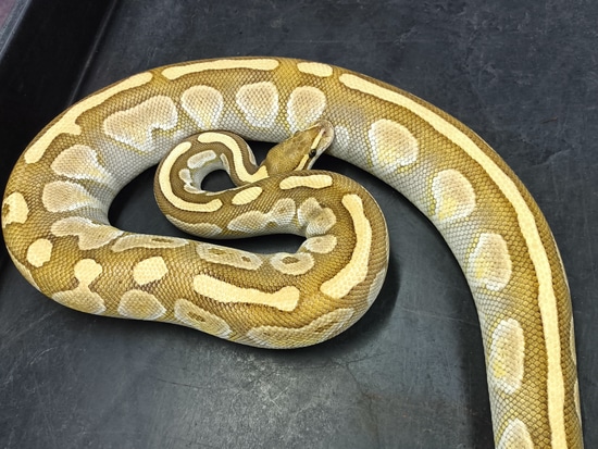 Butter Het DG Proven Breeder Ball Python by Beast Morphs
