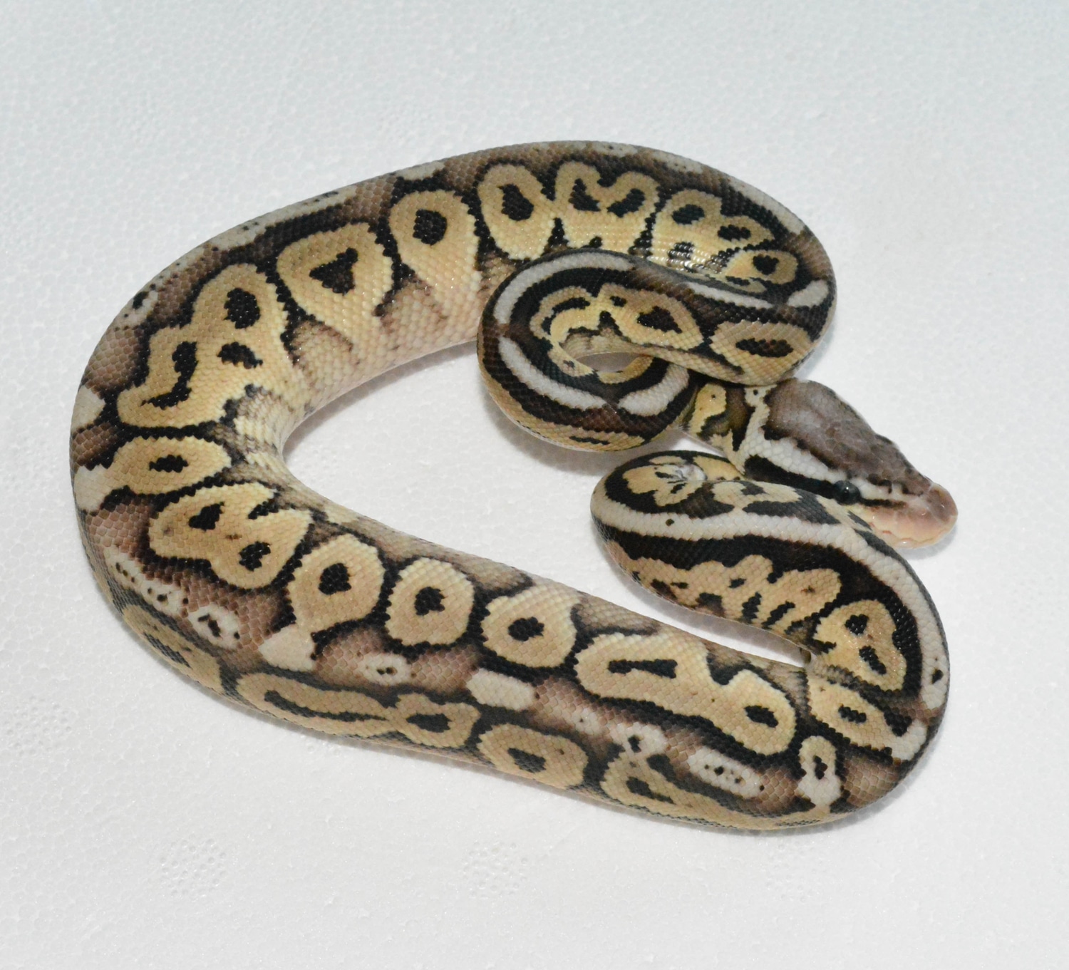 HRA Pastel Russo Ball Python by Beatrice's Reptiles MorphMarket