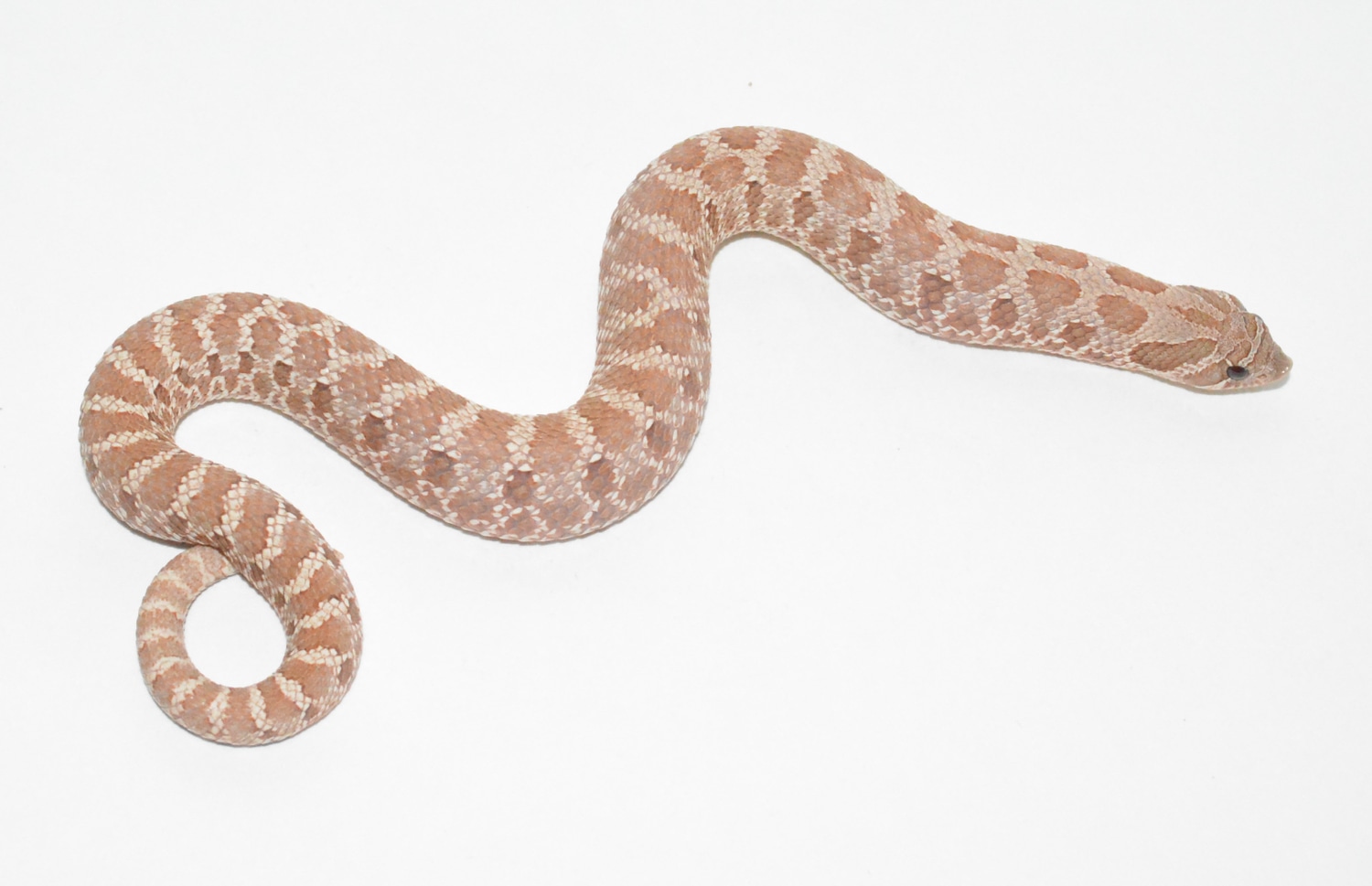 Lavender, Het Albino Western Hognose by Beatrice's Reptiles MorphMarket