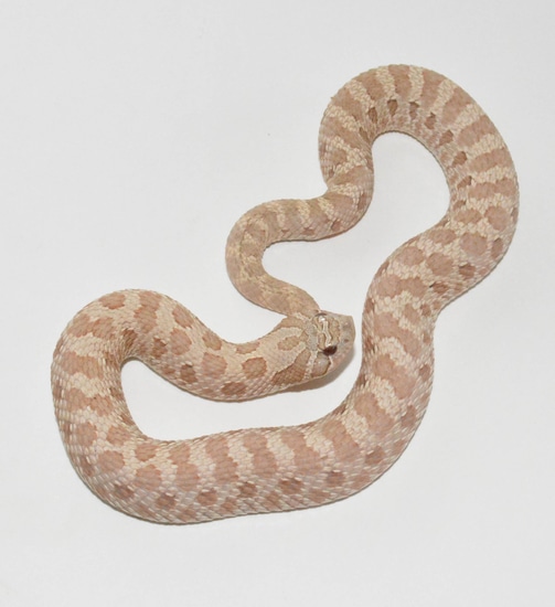 RBE Pastel Lavender, Het Albino Western Hognose by Beatrice's Reptiles
