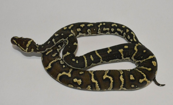 Angolan Python by Beatrice's Reptiles