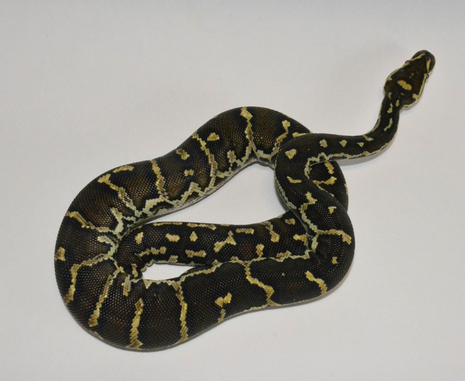 Angolan Python by Beatrice's Reptiles - MorphMarket