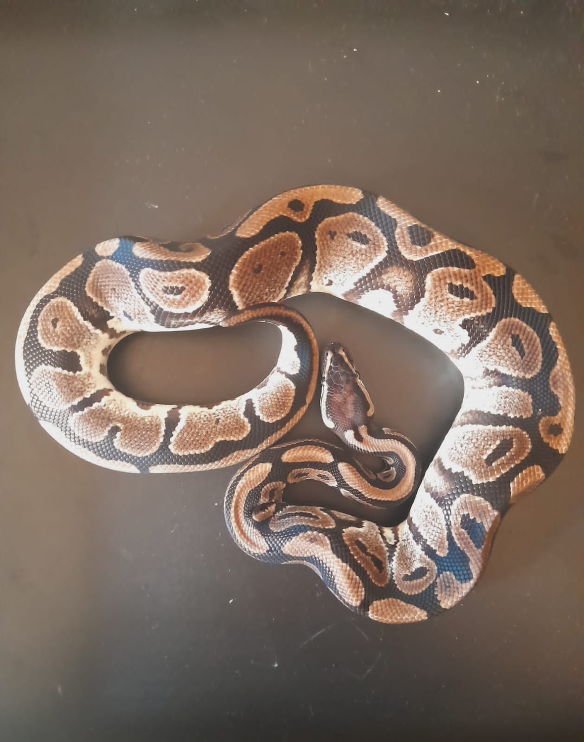 Axanthic Ball Python by Beautiful_creatures - MorphMarket
