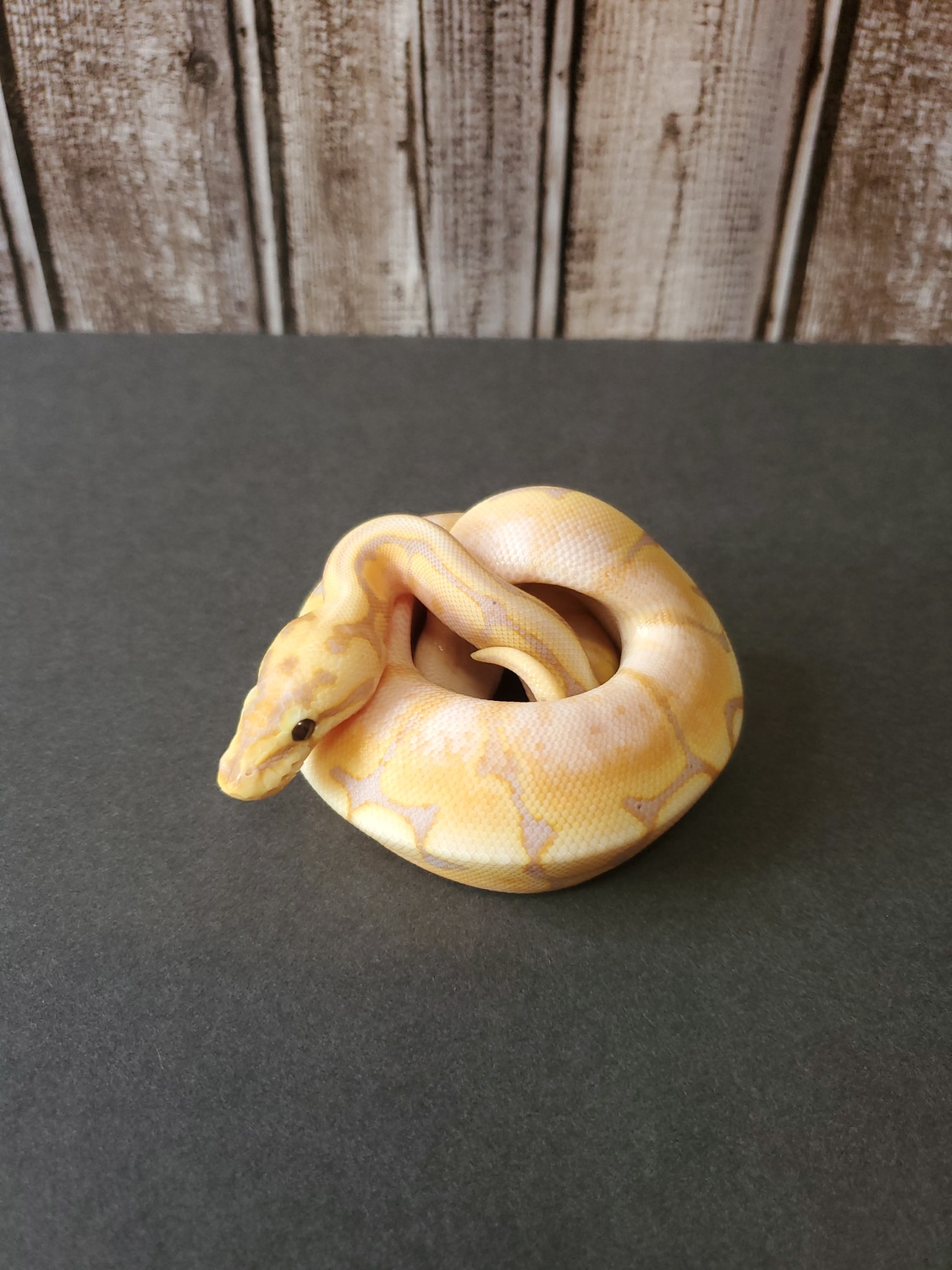 Banana Spider Enchi Yellowbelly Or Spark Ball Python by Engler Rodents