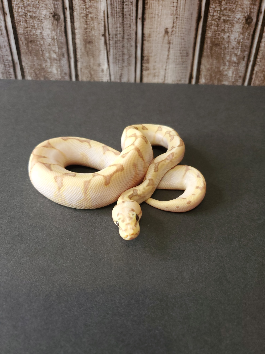 Banana Bee Enchi Spark/Yellowbelly Ball Python by Engler Rodents