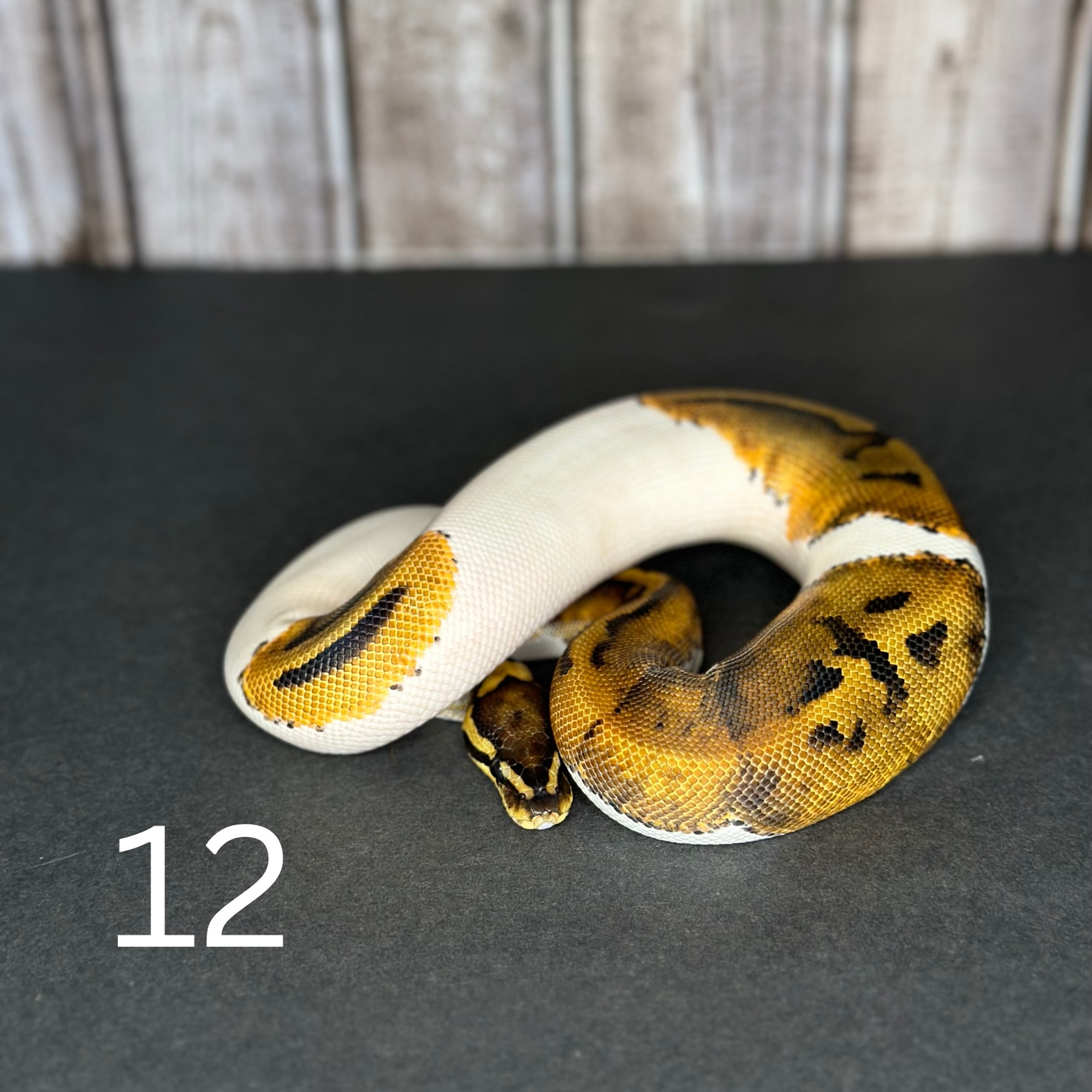 PieBald Ball Python by Engler Rodents & Reptiles - MorphMarket