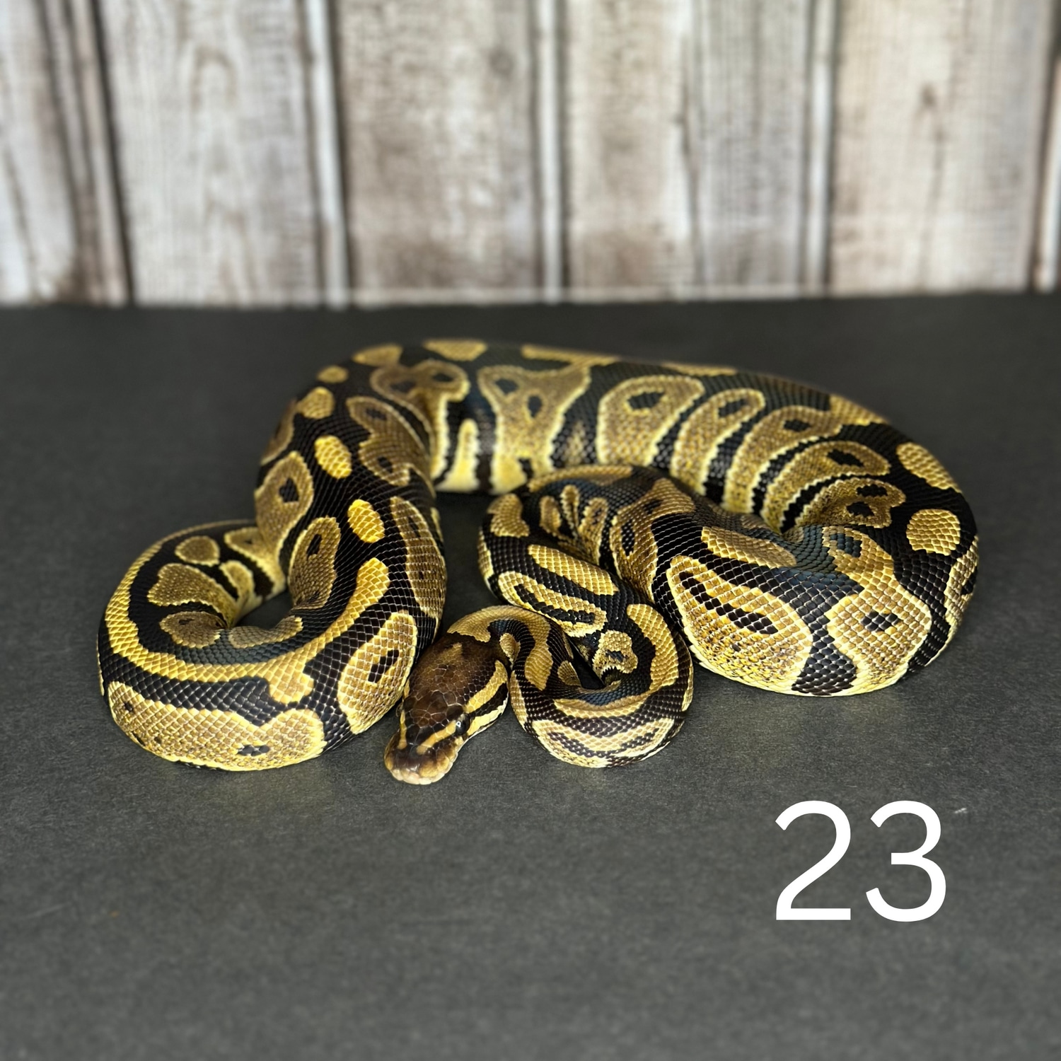 Normal HET Clown Ball Python by Engler Rodents & Reptiles - MorphMarket