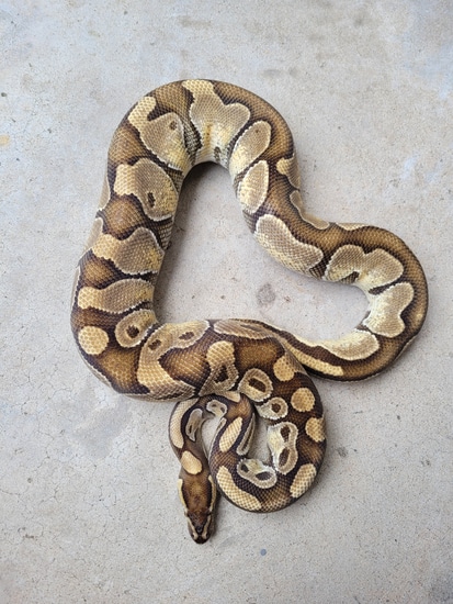 Enchi HRA Dinker Ball Python by BAM Exotics