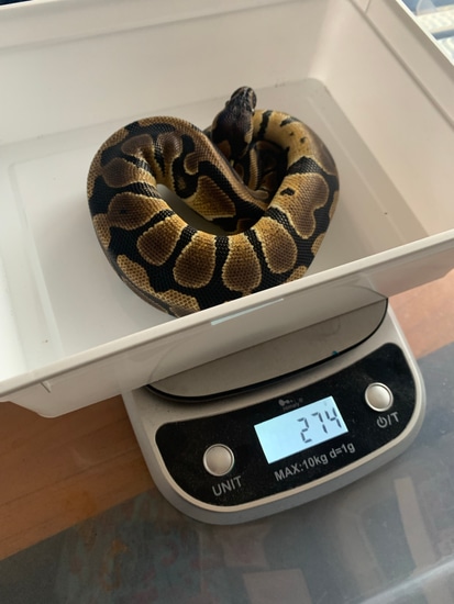 Normal Het Albino Pied Ball Python by Beckysgotballs