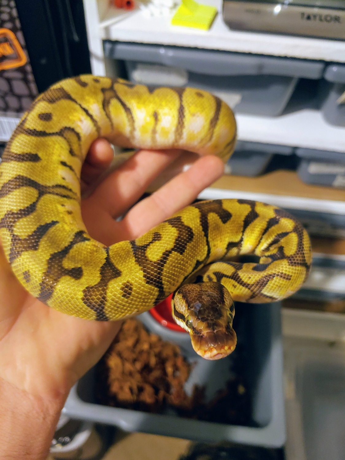 Enchi Inferno Ball Python by Finger Snakes - MorphMarket