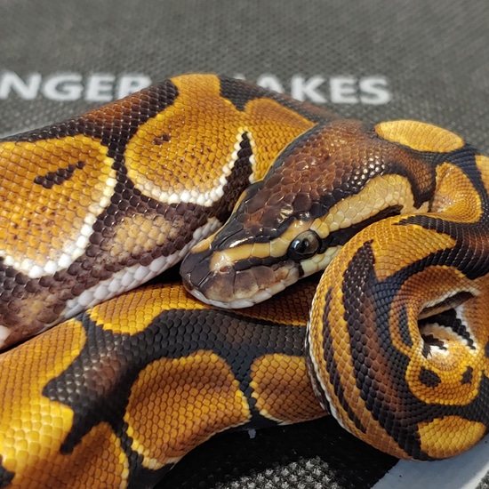 Blanchi Ball Python by Finger Snakes