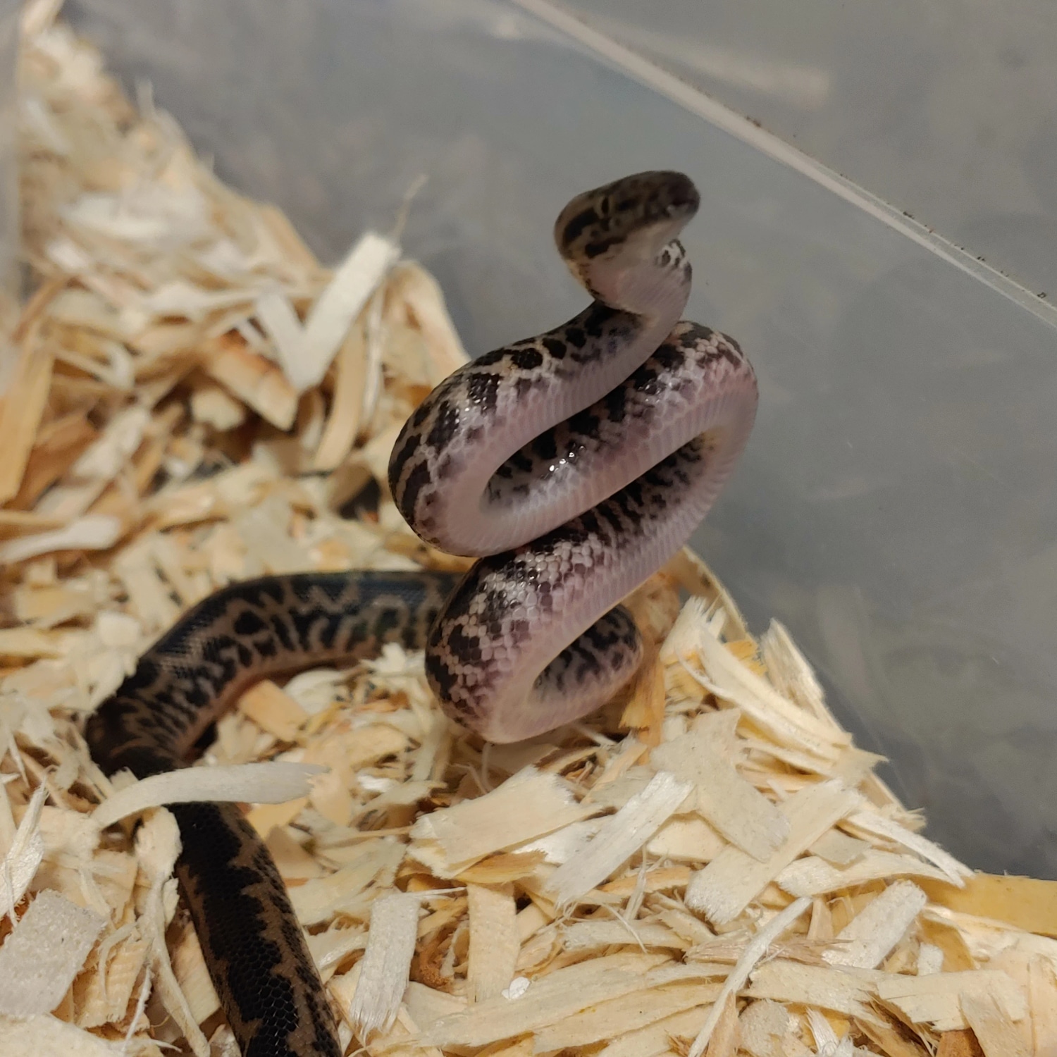 Spotted Python by Finger Snakes - MorphMarket