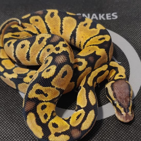 Pastel 50% Het Grail Pos Het Pied Ball Python by Finger Snakes