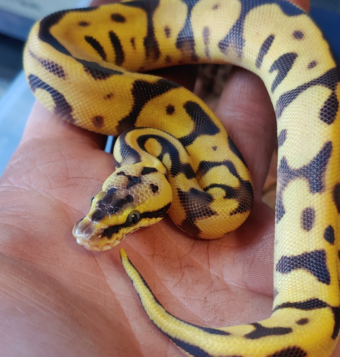 Pastel Enchi Leopard Ball Python by Finger Snakes MorphMarket