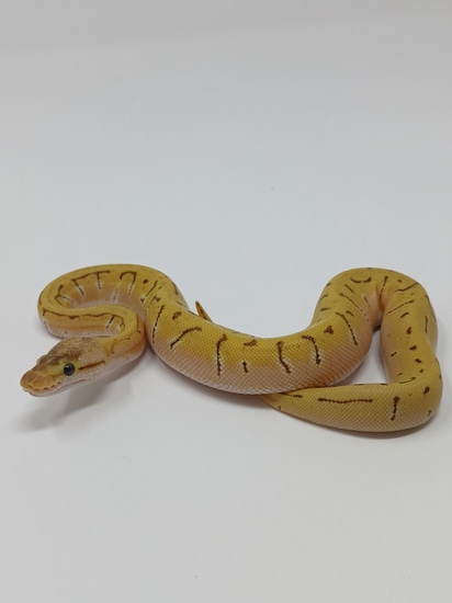 Pastel Enchi Pinstripe Odium Ball Python by Finger Snakes
