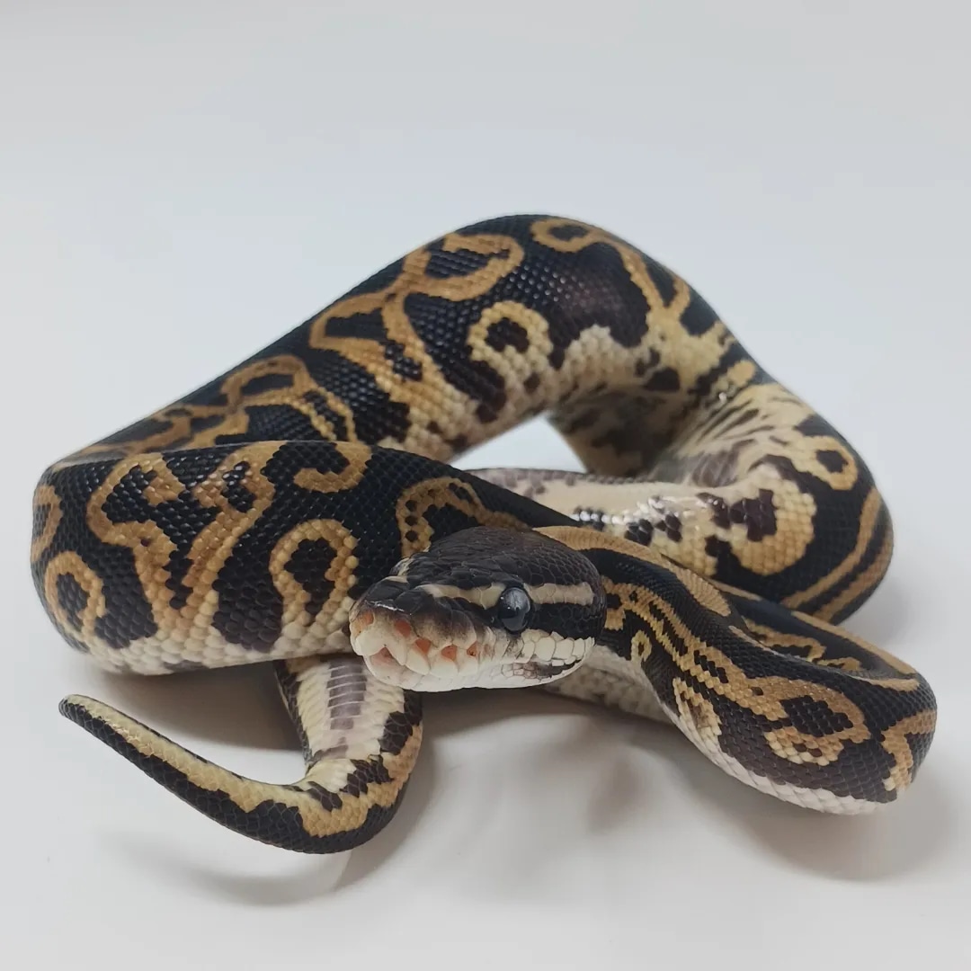 Black Pastel Leopard 66% Het Lavander 50% Het Clown Pos Het Pied Ball ...