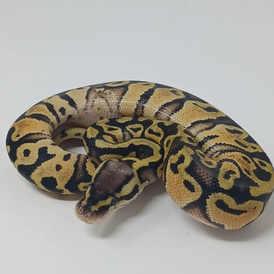 Pastel Het Clown Ball Python by Finger Snakes