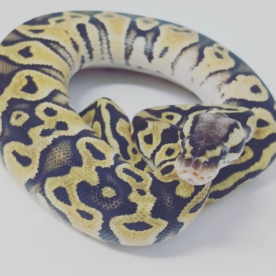 Pastel Het Clown Het Lavander Albino Ball Python by Finger Snakes