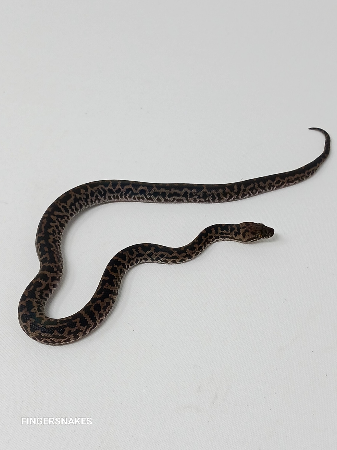 Spotted Python by Finger Snakes - MorphMarket