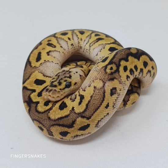 Pastel Lace Clown Ball Python by Finger Snakes