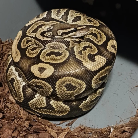 Black Pastel Het Lavander Albino Ball Python by Finger Snakes
