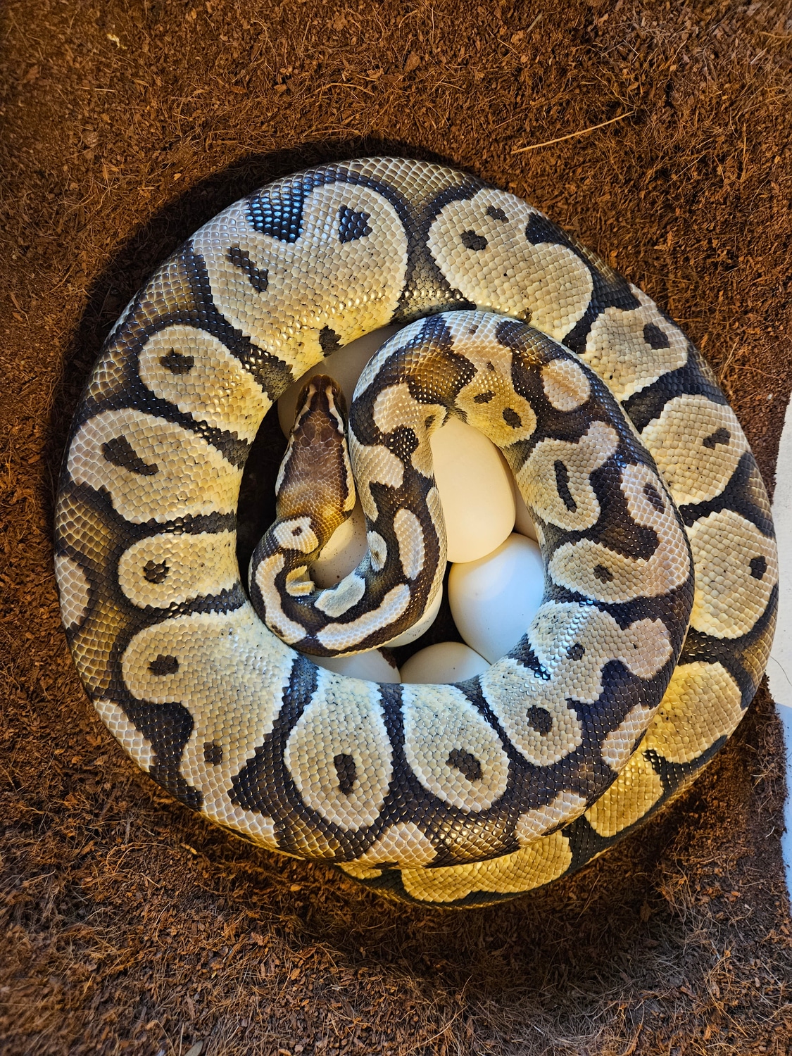 Ball python clutch 2303 by b e l a reptile morphmarket