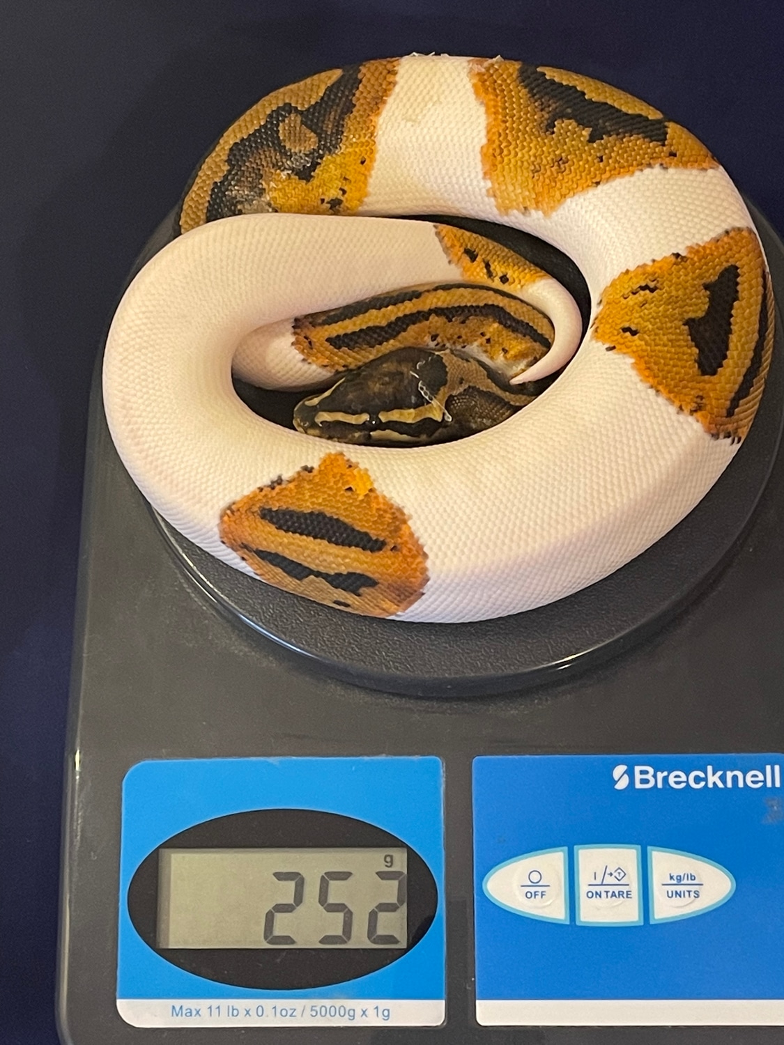 Yellowbelly Pied FREE SHIP! Ball Python by Belgrade Ball PythonsASK ABOUT FREE SHIPPING