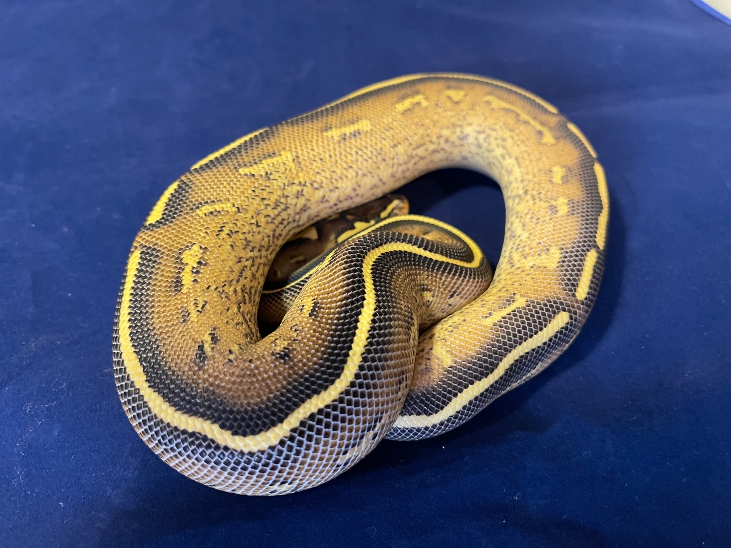 Freeway FREE SHIP! Ball Python by Belgrade Ball PythonsASK ABOUT FREE SHIPPING! MorphMarket