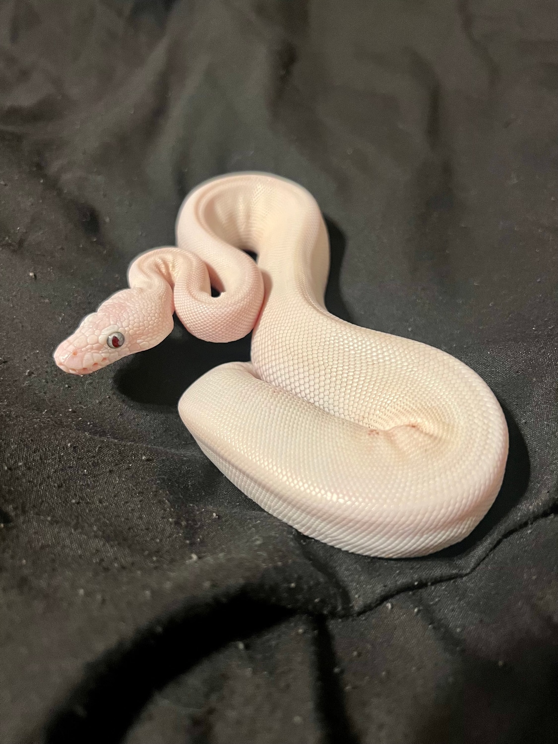 2022-juvenile-female-blue-eyed-lucy-ball-python-by-ellis-ball-pythons