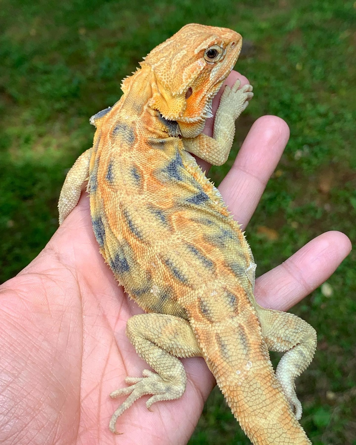 HypoTrans Leatherback. Holdback Release Central Bearded Dragon by