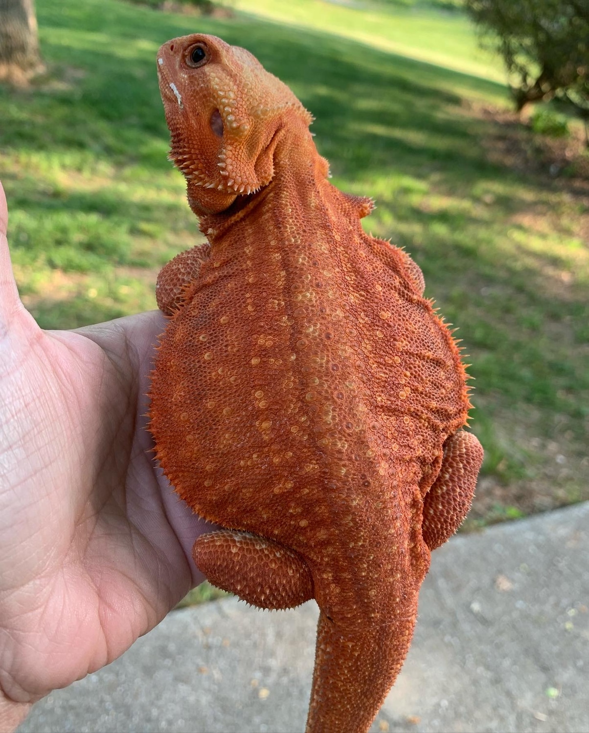 PET Hypo Translucent Leatherback Dunner Central Bearded Dragon by Hatched at Hillmans
