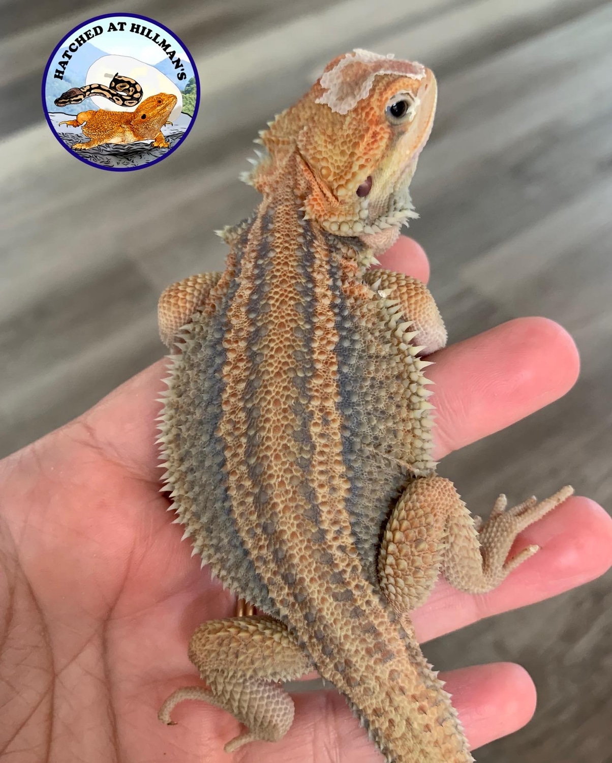 Hypo Translucent Stripe "Thunderbolt" Central Bearded Dragon by Hatched at Hillmans