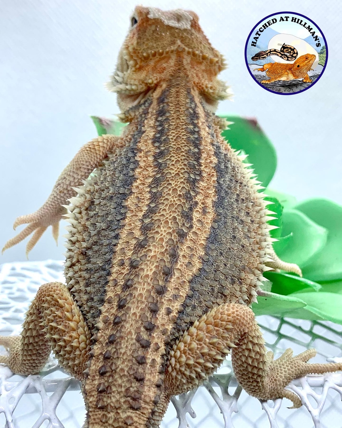 Twnsnow White Blue Flame Bearded Dragon 33 - lg2m824